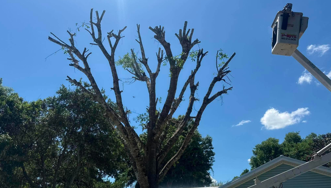 Leafless tree against a bright blue sky, with a utility bucket lift reaching in from the right.