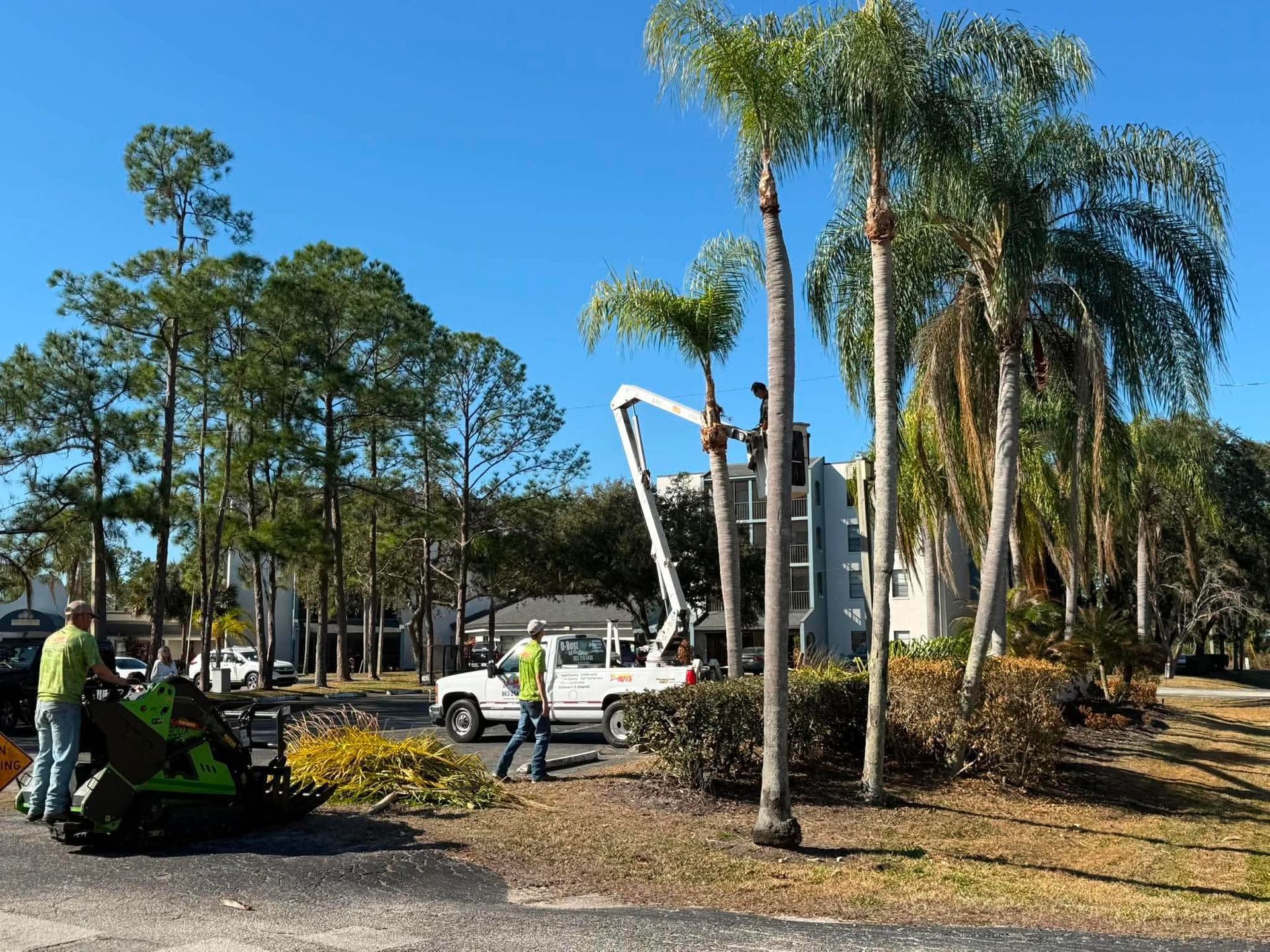 Workers with a lift truck trimming palm trees in a sunny parking lot with cars nearby