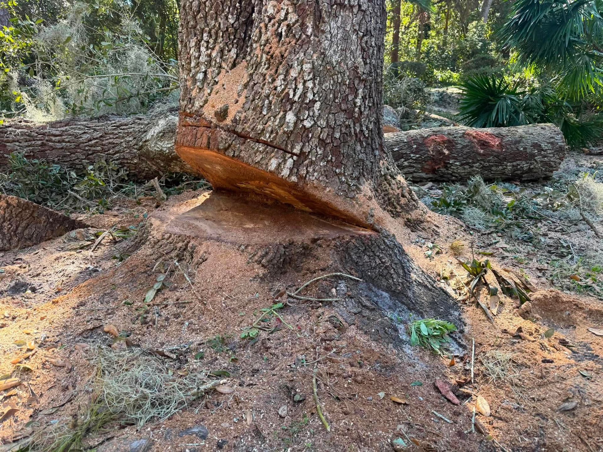 Tree with exposed roots on a sloped forest floor, surrounded by dry soil and greenery