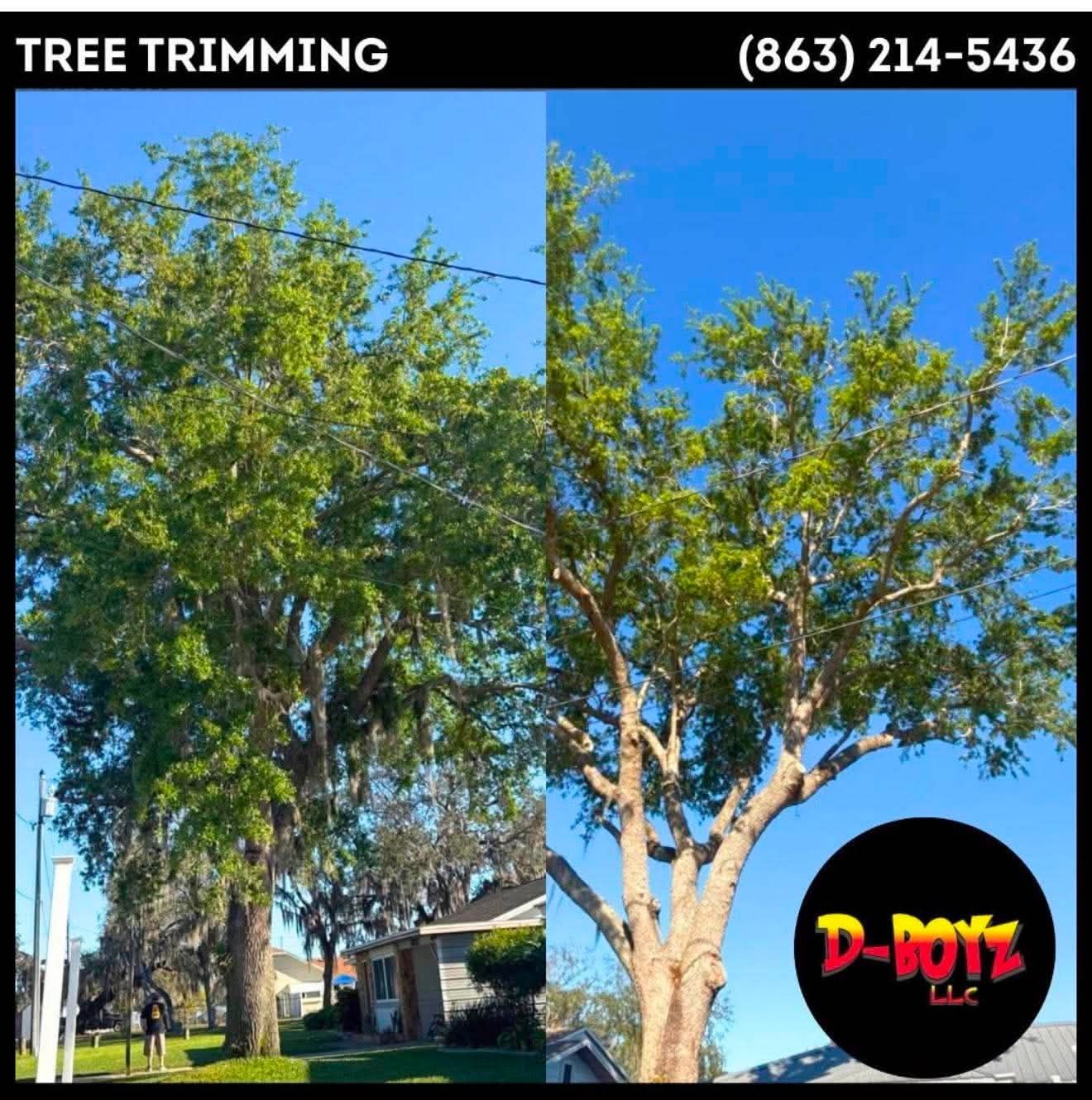 Tree trimming ad showing a large tree being pruned, with phone number and D-Max logo under a blue sky.