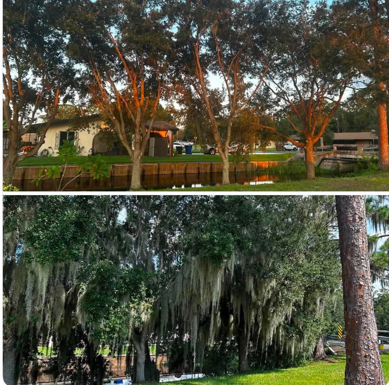 Two views of a tree-lined park with a lawn, a white house, and hanging Spanish moss