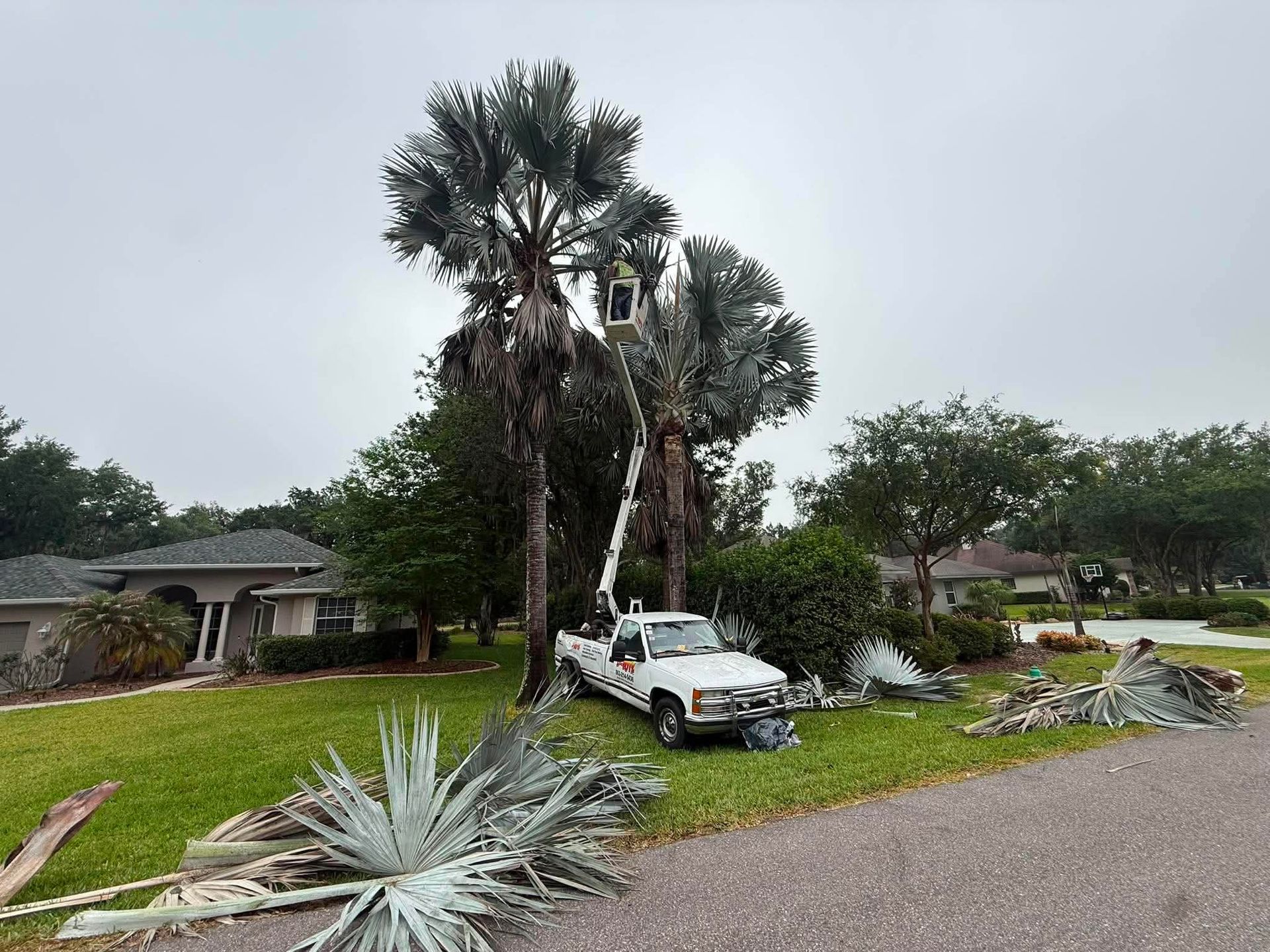 Storm-damaged yard with fallen palm fronds, uprooted trees, and a truck in front of a house