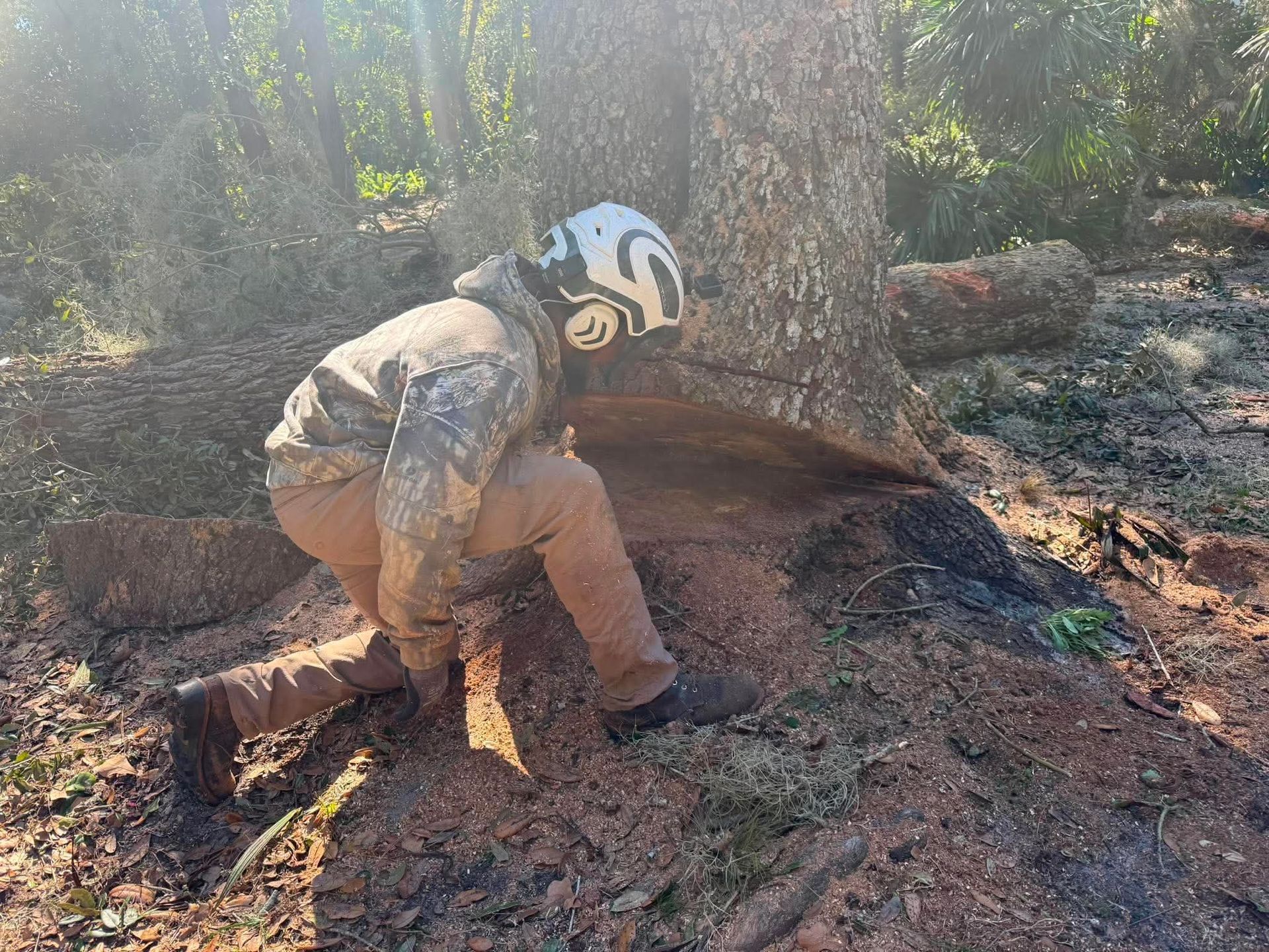 Worker in helmet crouches beside a large tree, cutting wood in a forest.