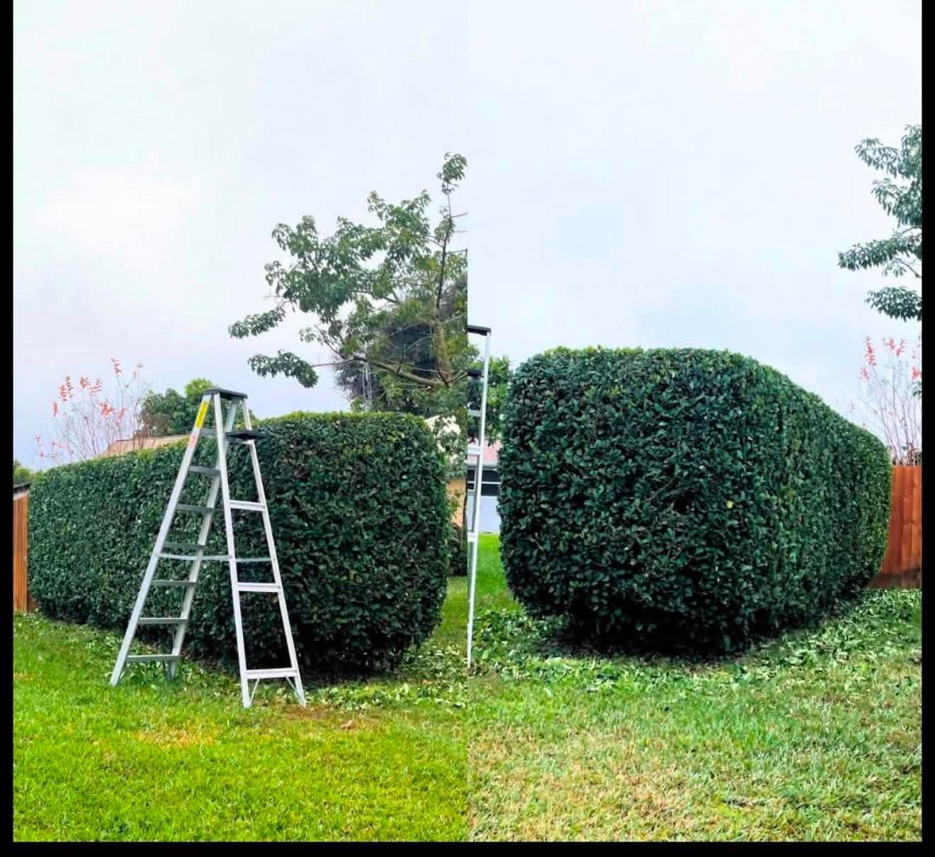 Two trimmed hedges with an aluminum ladder on the left in a grassy yard