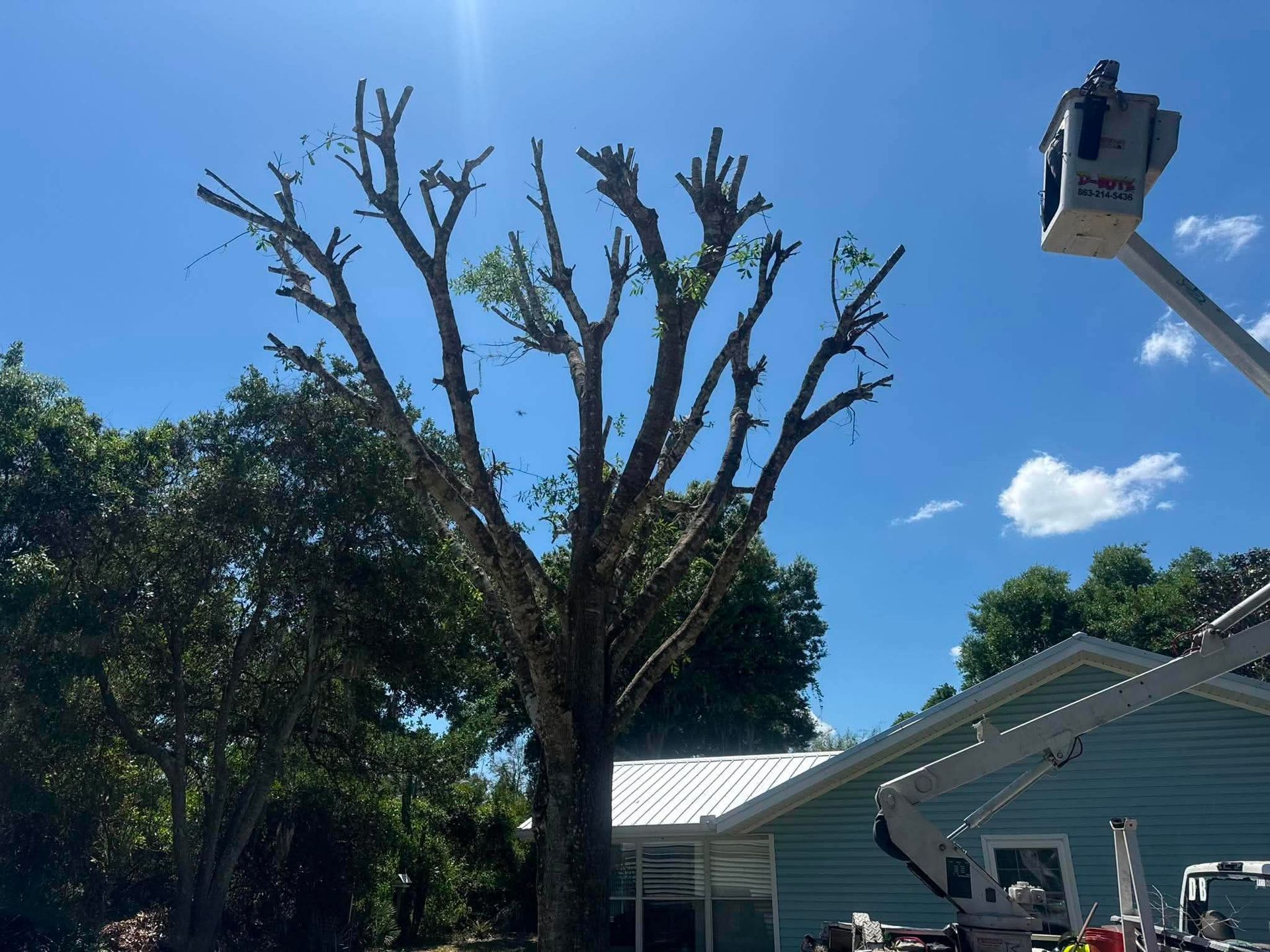 Large leafless tree beside a white house under a blue sky, with a bucket lift at the right.
