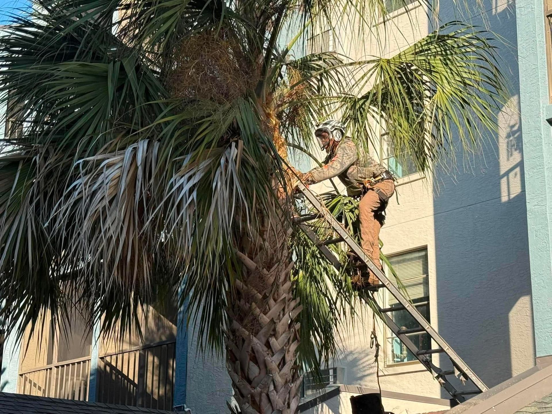 Person climbing a ladder to trim a palm tree beside a beige building