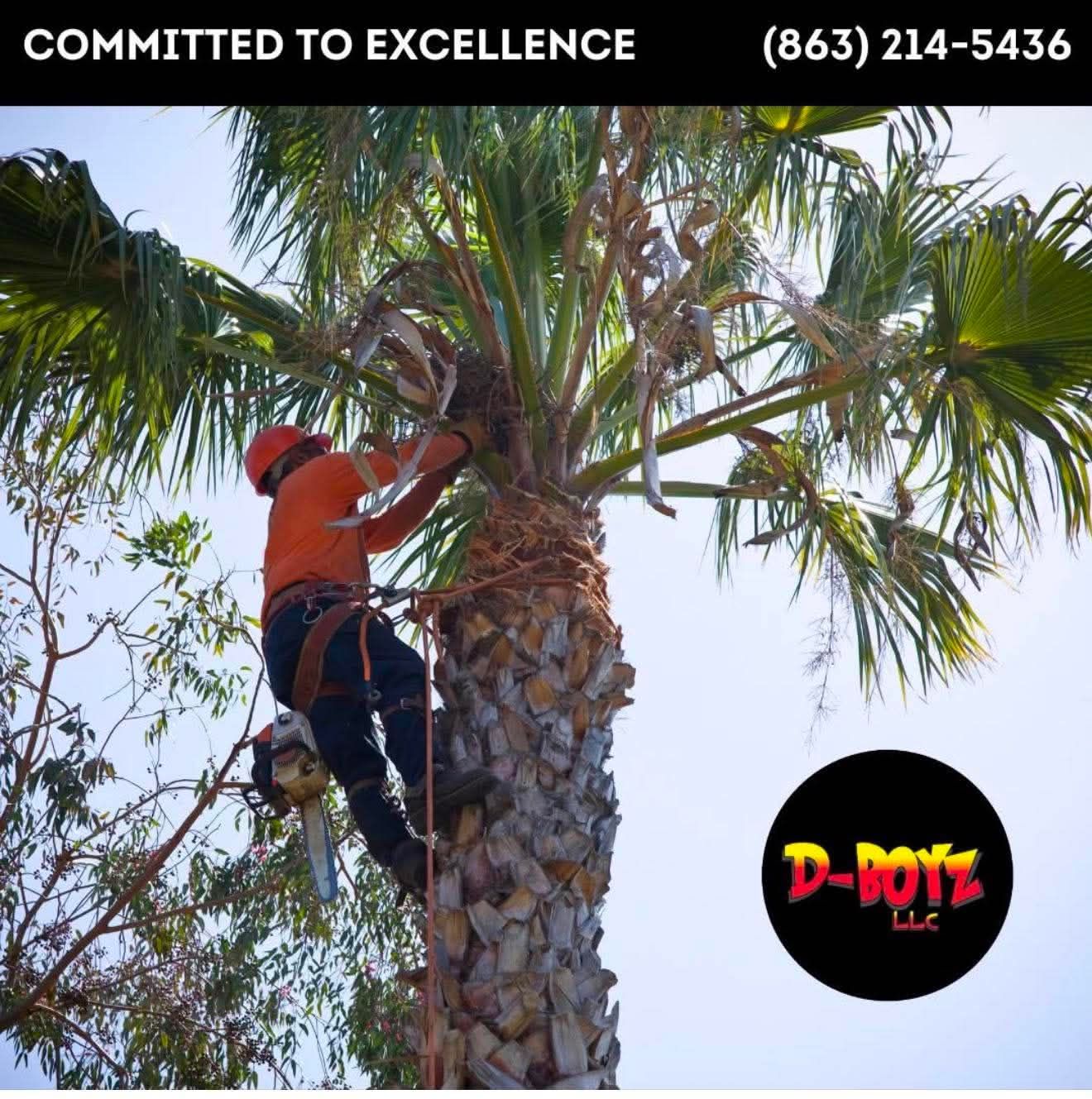 Worker trimming a tall palm tree with ropes; D-Boyz LLC logo and phone number at top.