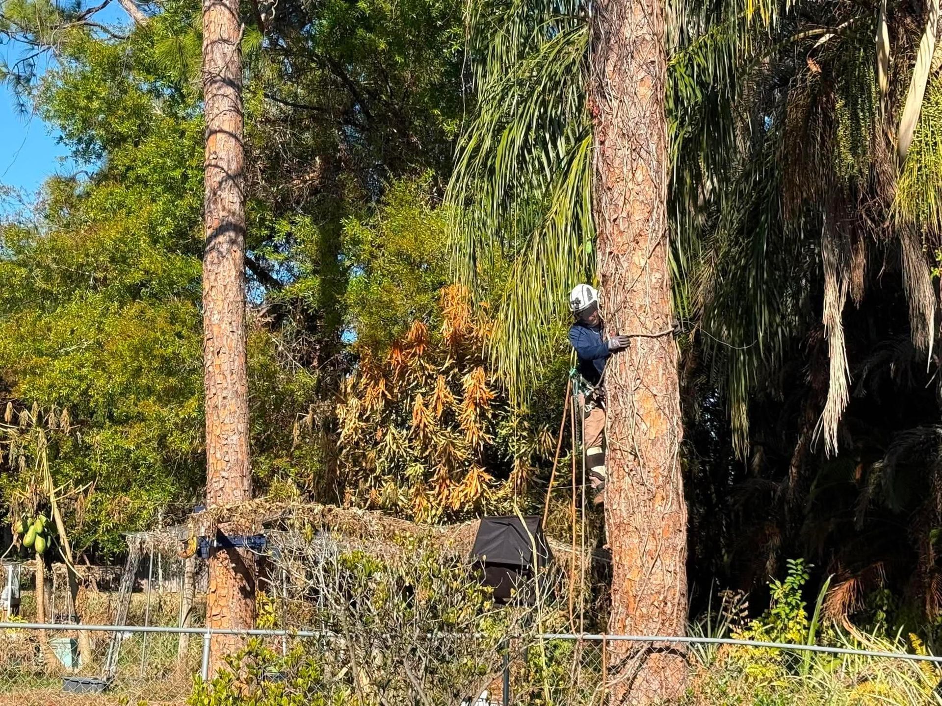 Worker climbing a tree in a wooded area, surrounded by tall pines and dense greenery.