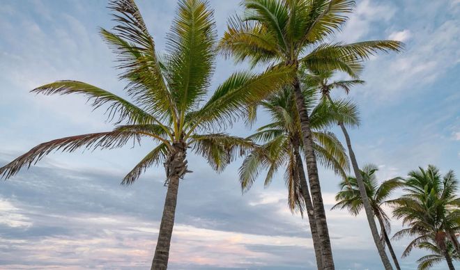 Tall palm trees against a cloudy sky on a beach