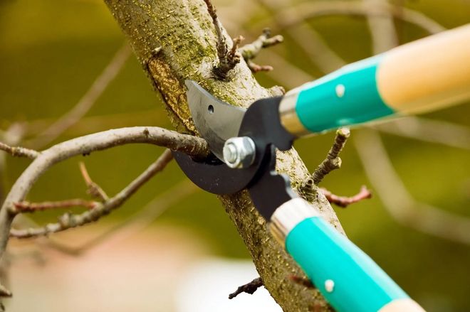 Pruning shears cutting a tree branch, with green handles and black blades