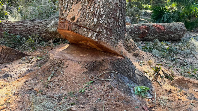 Tree trunk with a large wedge-shaped cut near the base, exposing the wood at ground level.