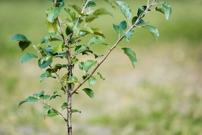 Young green sapling with small leaves growing in a blurred grassy field