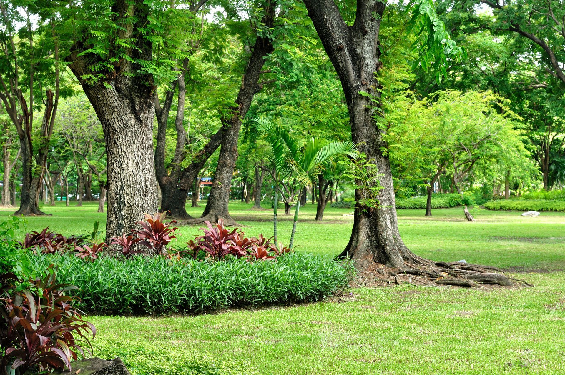 Tree-lined park with green grass, large trunks, and red plants in the foreground