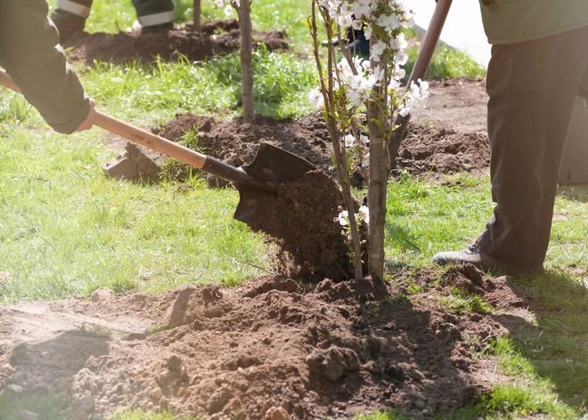 Two people shovel soil around a small tree in a sunny garden.