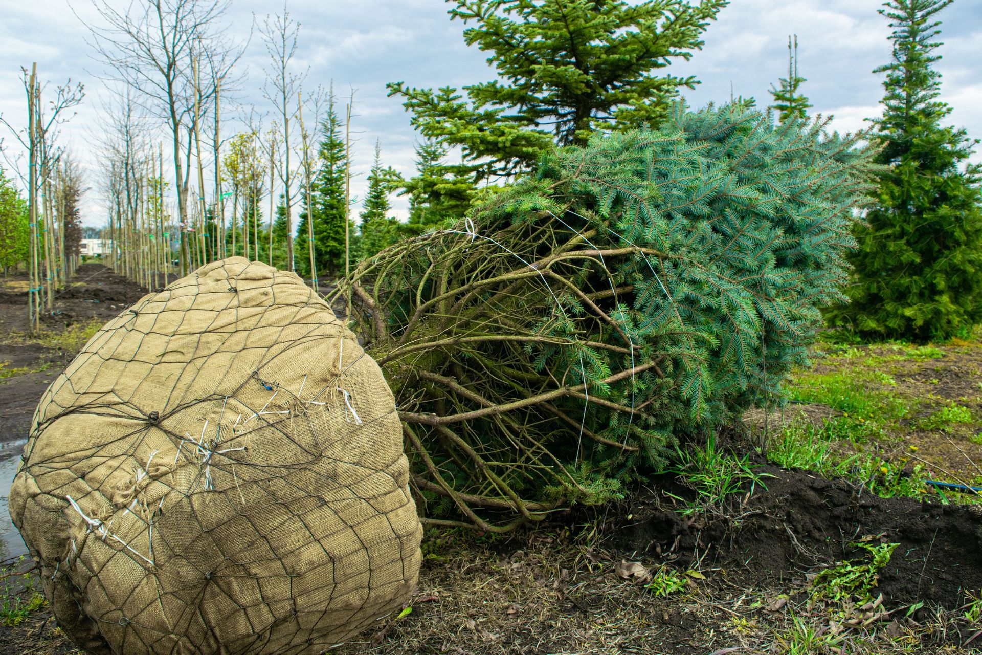 A burlap-wrapped root ball beside a freshly dug evergreen tree in a nursery yard