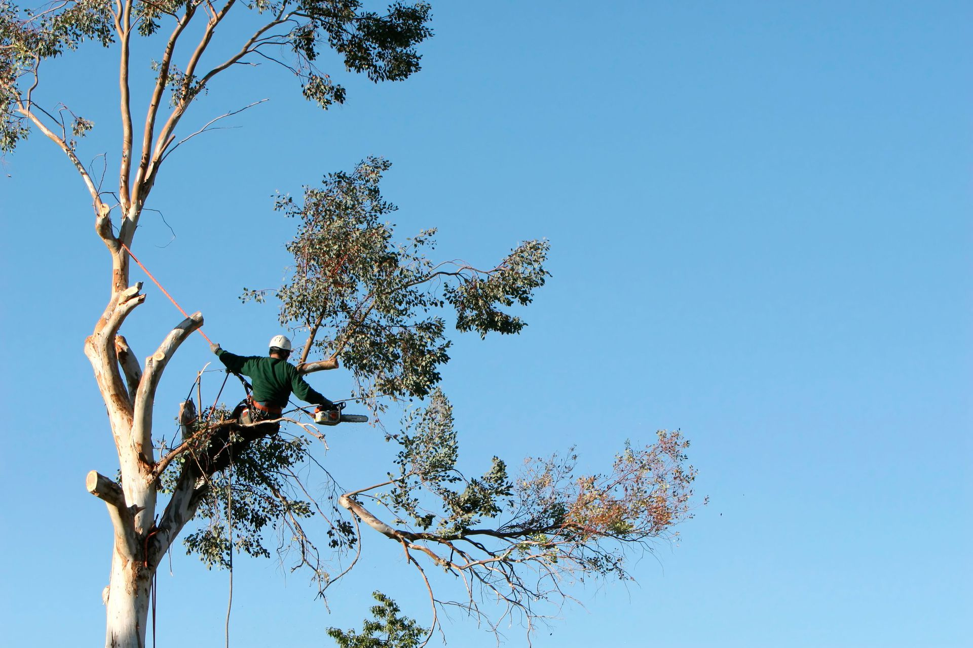 Worker trimming branches high in a tree against a clear blue sky