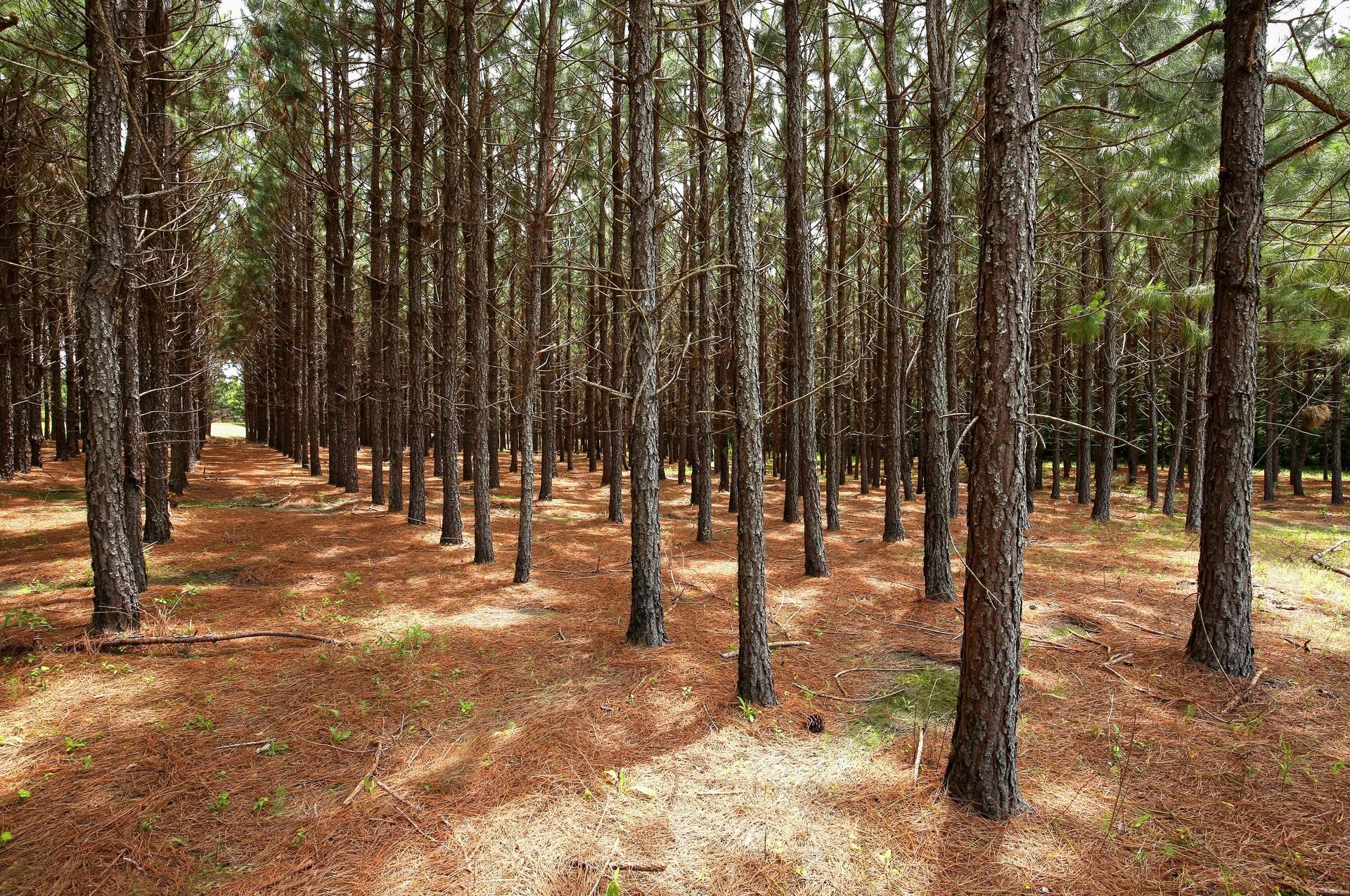 Rows of tall pine trees in a sunlit forest with a dirt path between them