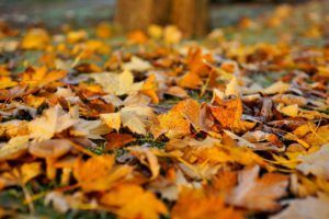 Close-up of orange and yellow autumn leaves covering the ground