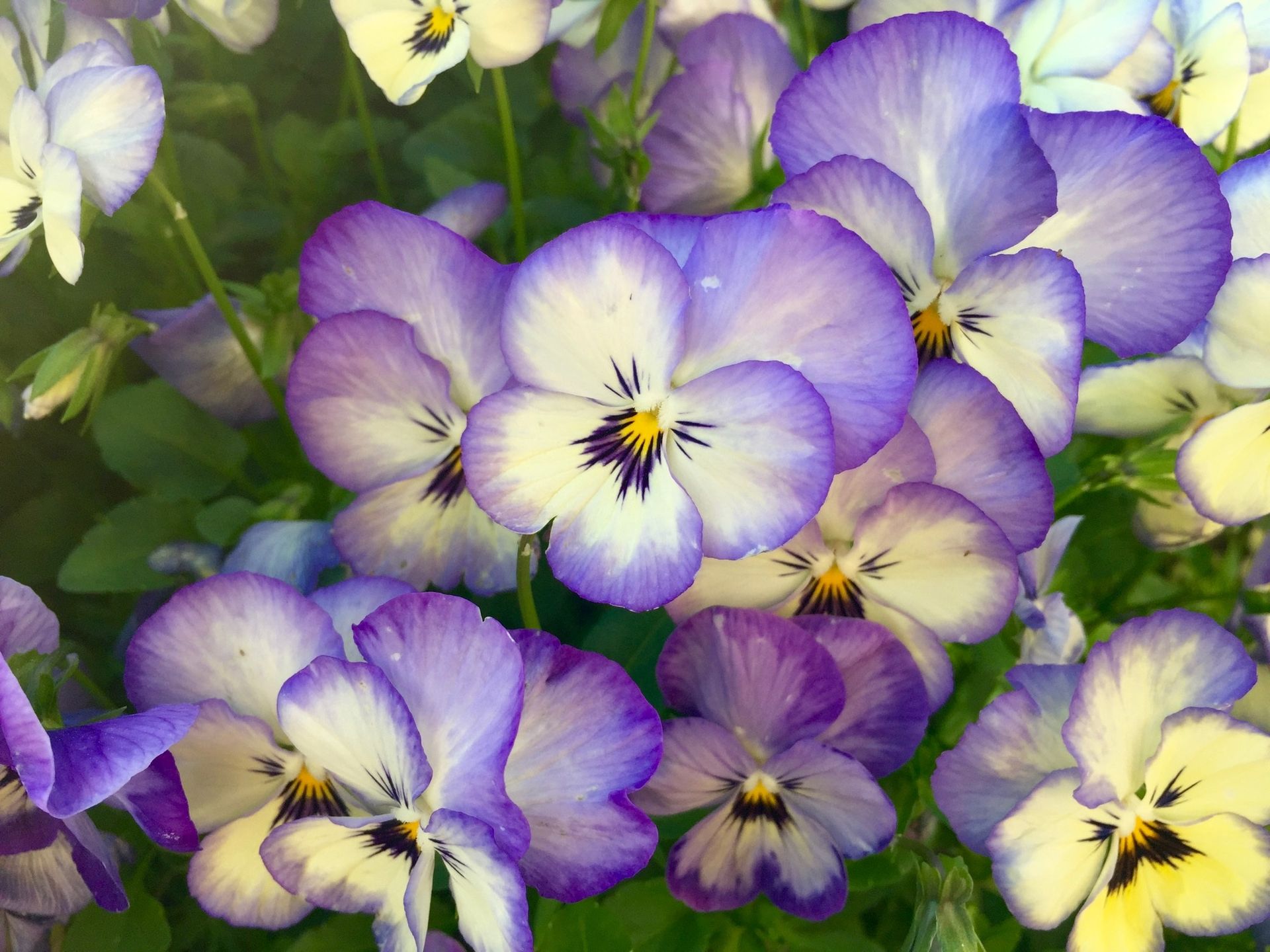 Purple and white pansies in bloom with yellow centers and green leaves