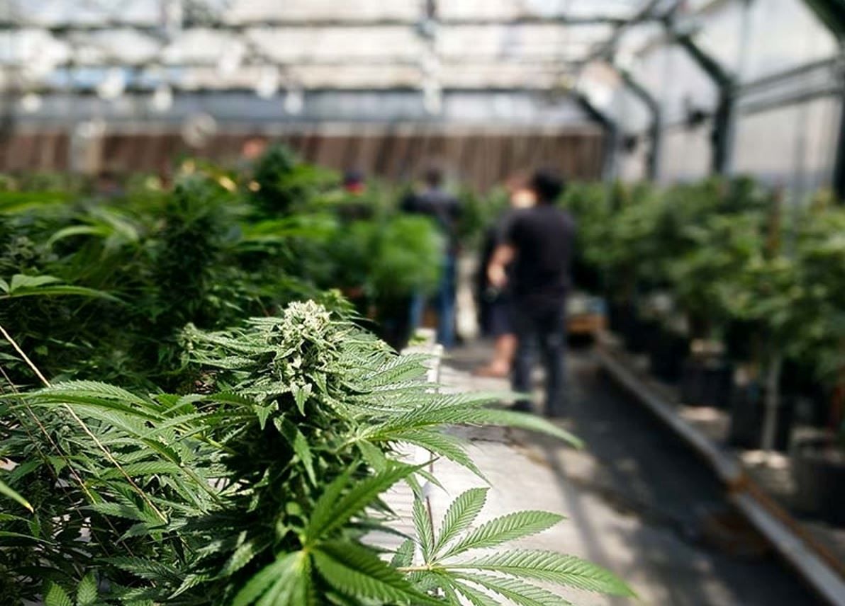Oklahoma cannabis grower-turned-contractor now plants seeds of client success, stems their impulses 
