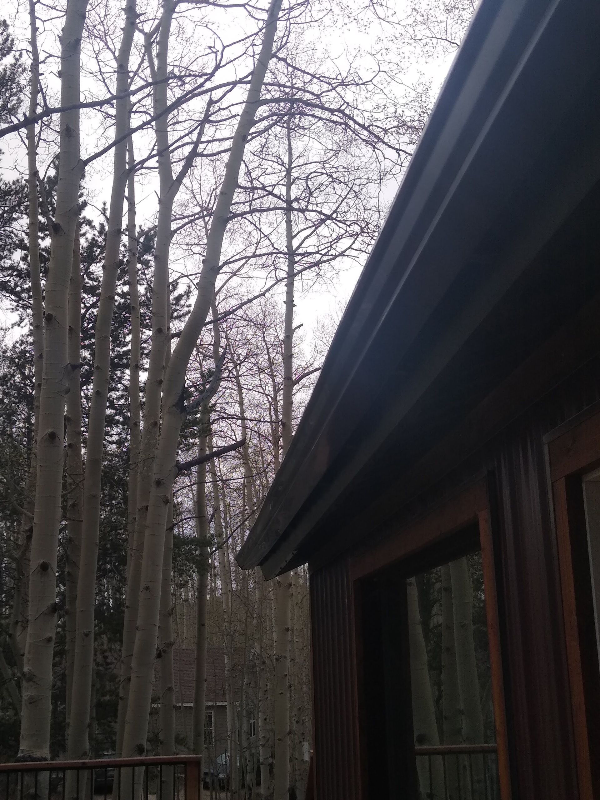 Simply beautiful seamless gutter with tall trees