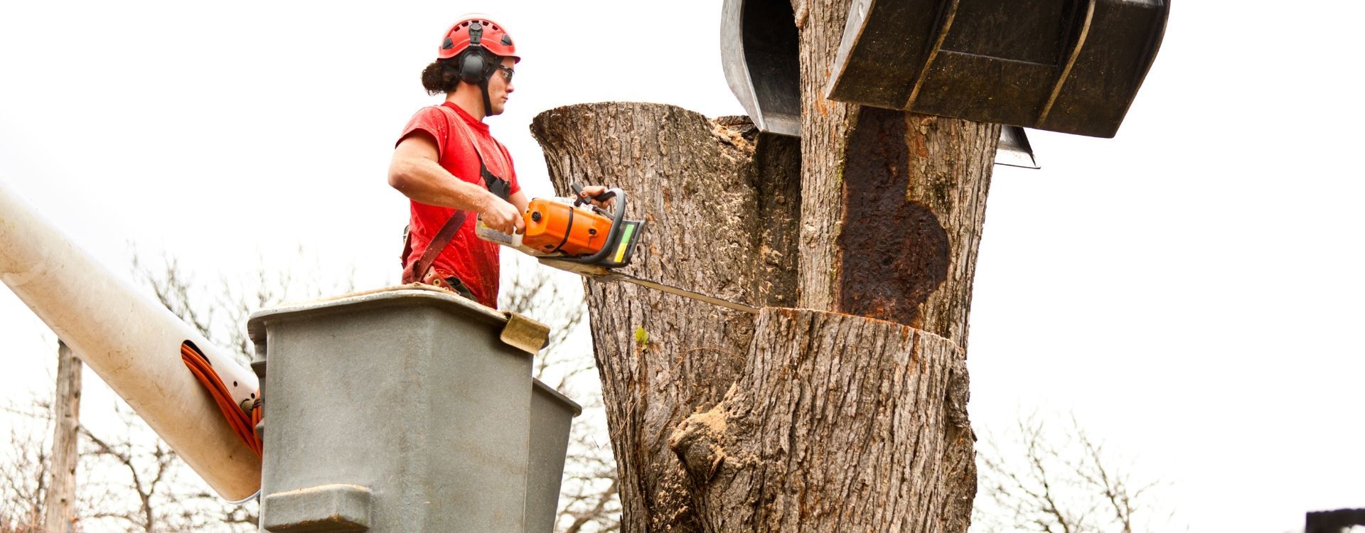 Professional tree care services by TreeDog Atlanta