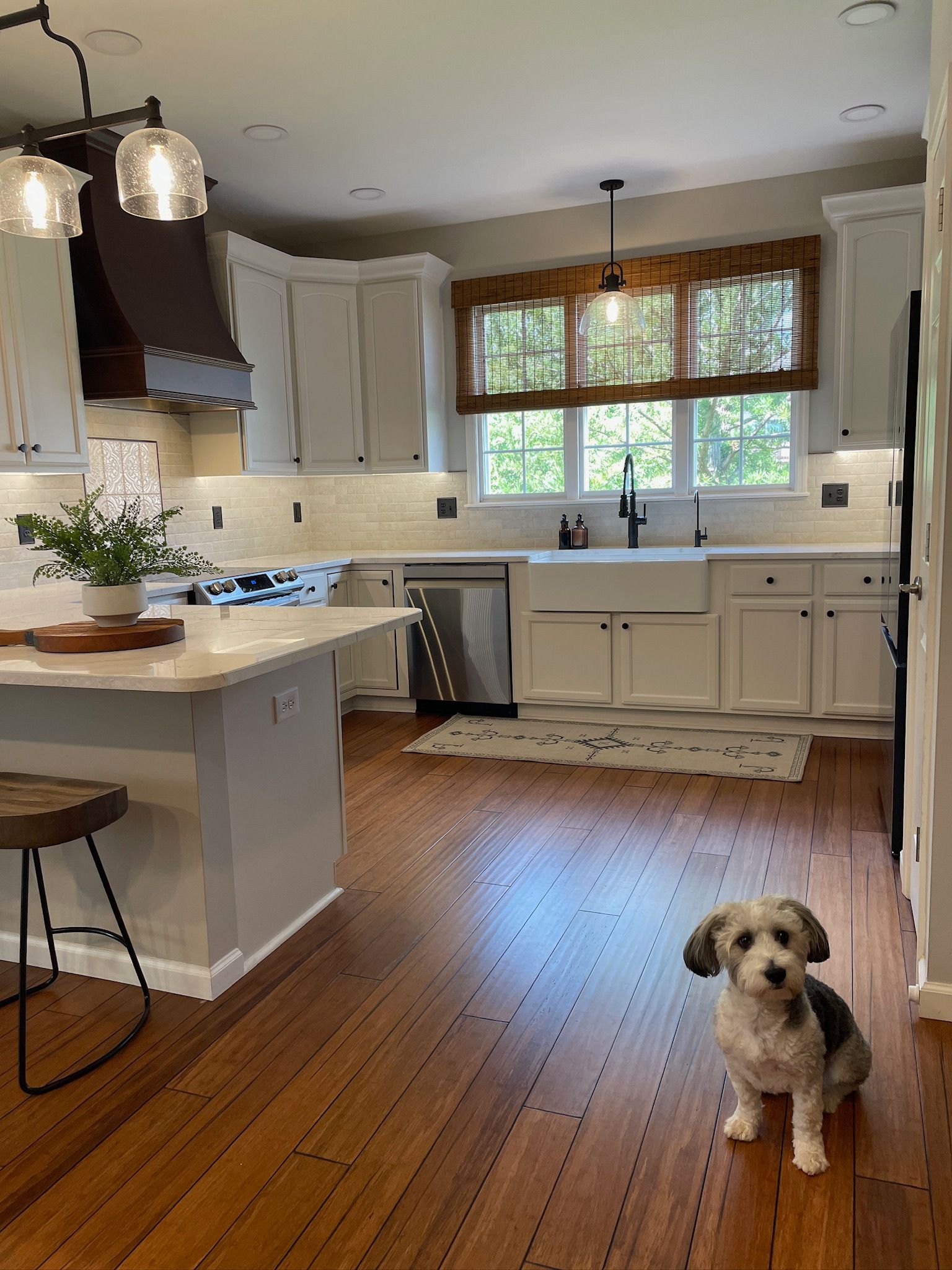 Dog in a bright kitchen with white cabinets, dark wood floors, and a farmhouse sink.