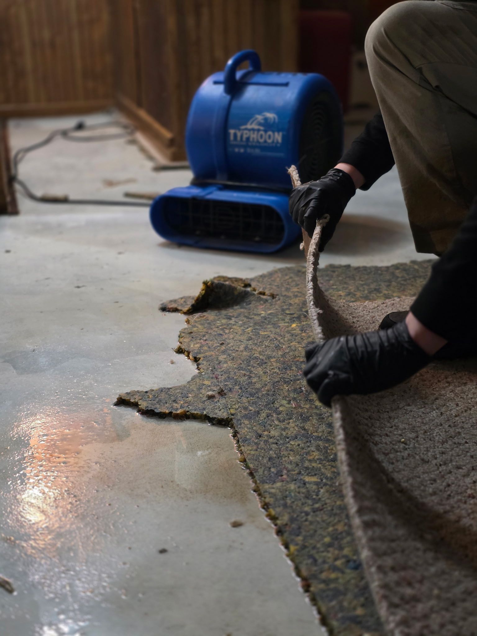 Person in gloves lifting torn carpet in a room with a blue blower drying the floor.