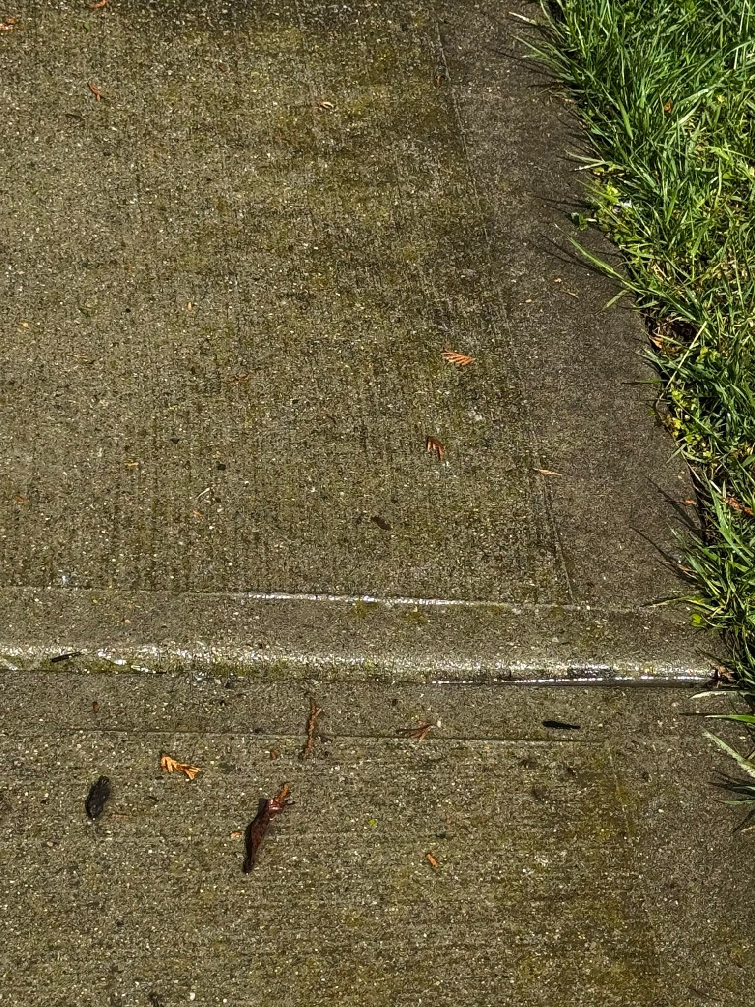 A concrete sidewalk next to a lush green lawn.