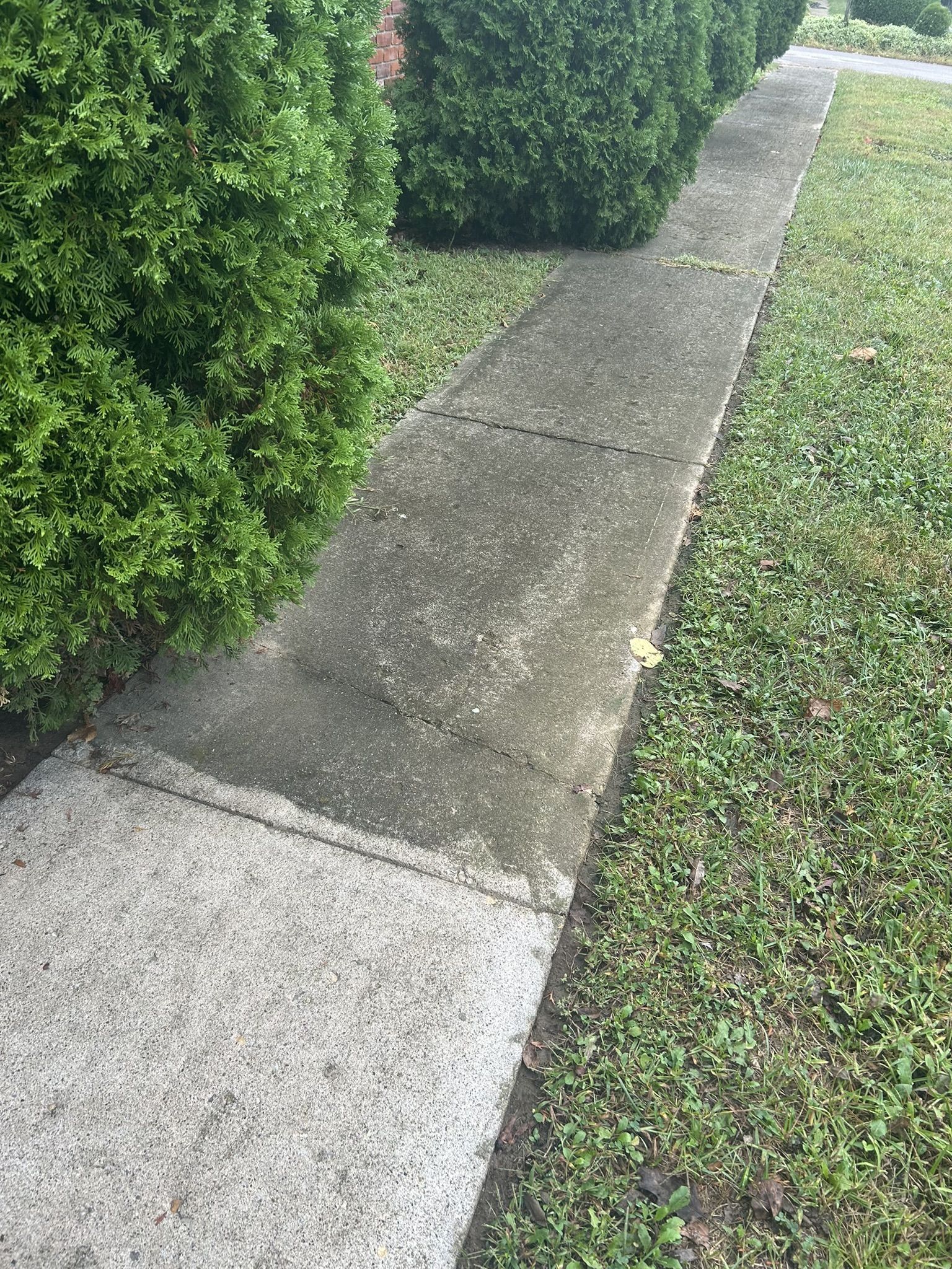 Concrete sidewalk next to green bushes and grass. The sidewalk has some wear and tear.