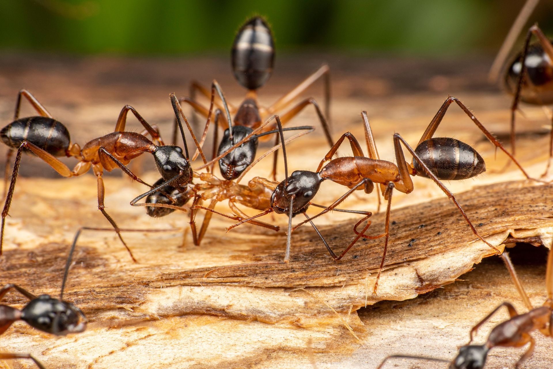 get rid of ants