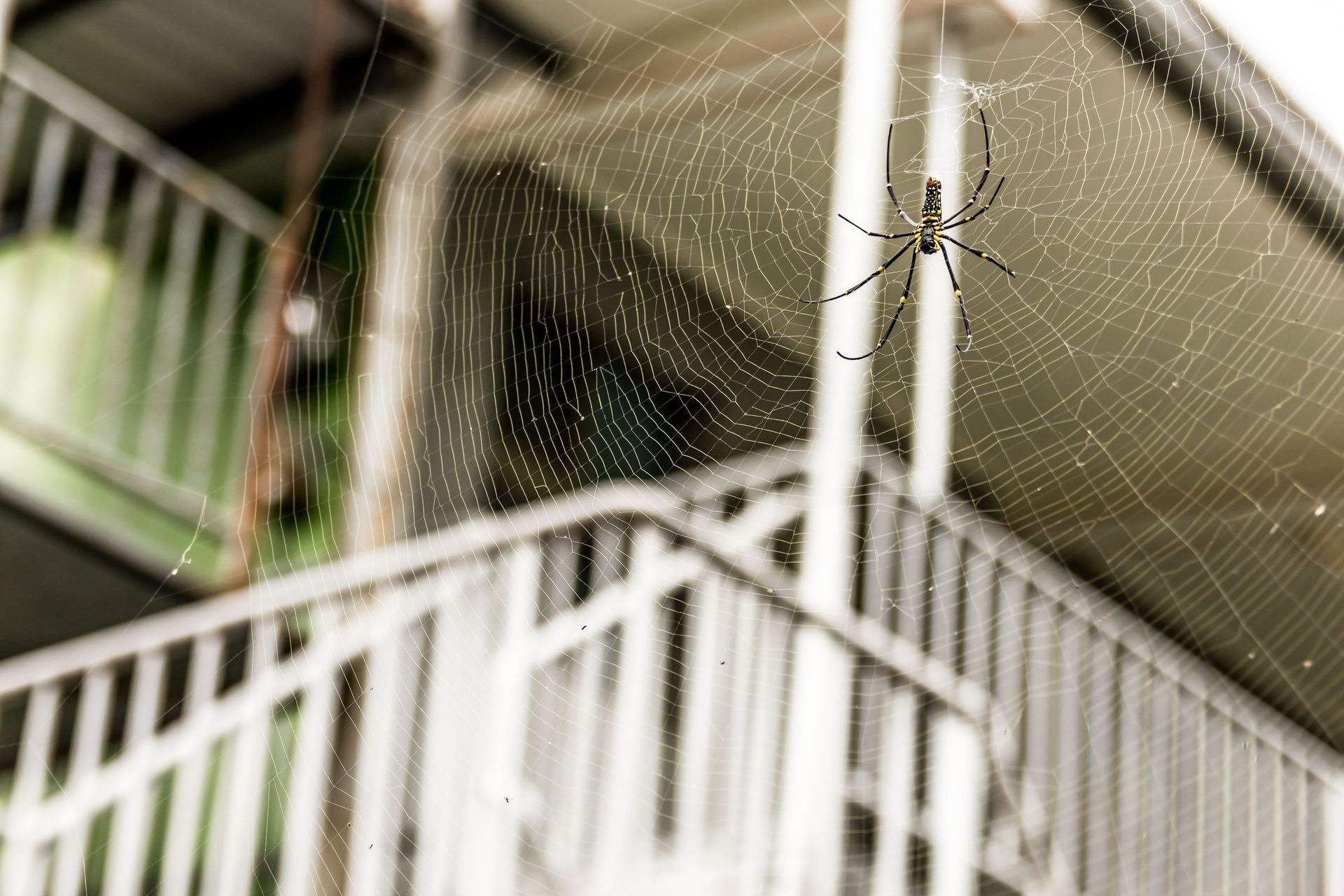 spider control service