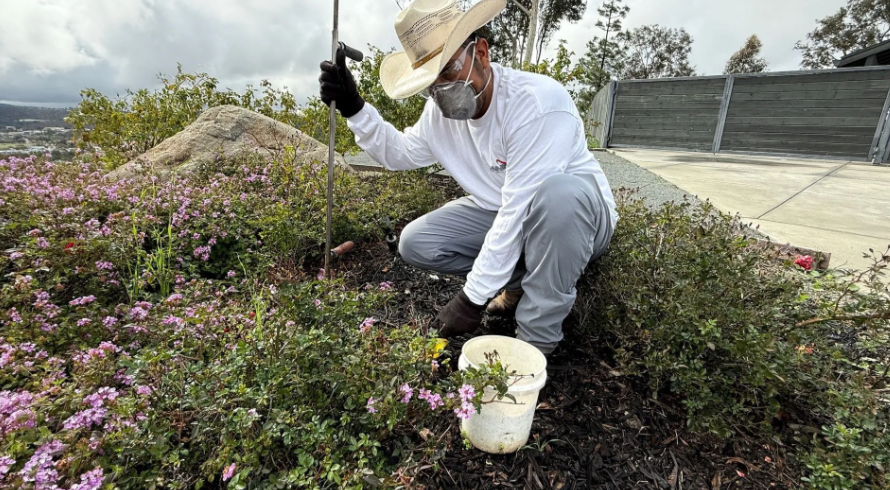 A gardener in a hat, mask, and gloves kneels while tending to pink-flowered plants in a landscaped outdoor area.