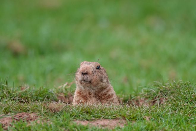 Small prairie dog peeking out of a burrow in green grass.