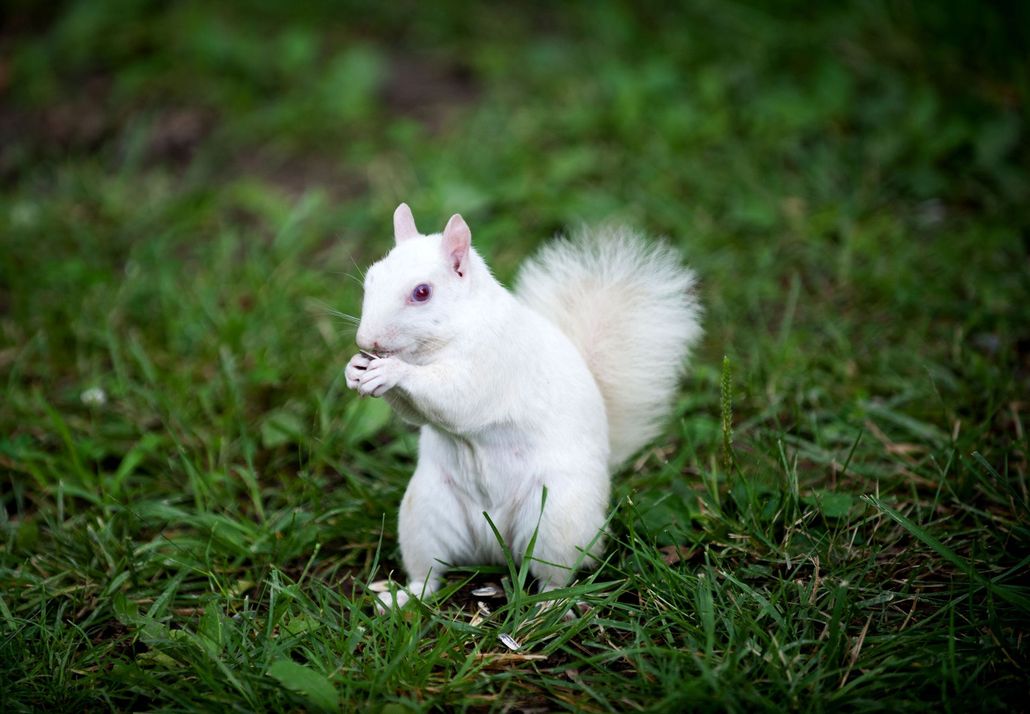 White squirrel standing on grass, holding food with its front paws.