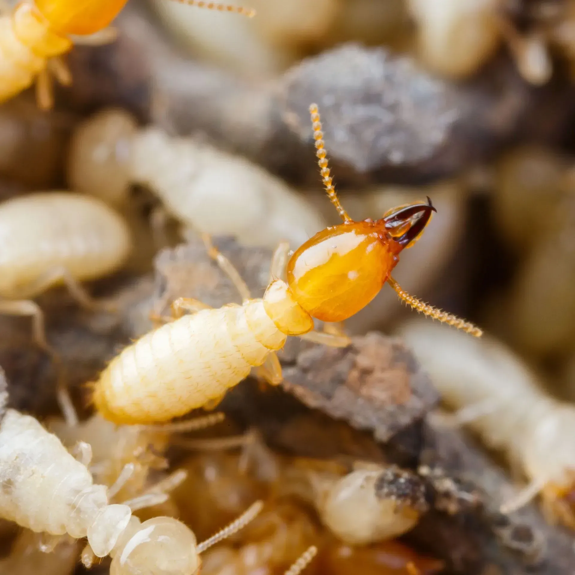 Termite close-up on wood, showing pale body, orange head, and antennae.