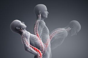Human diagram of spine