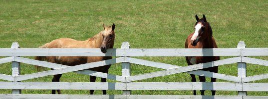 Livestock fence