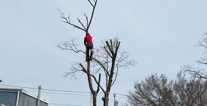 A person in a red jacket climbs a tall, pruned tree against a pale sky to perform tree maintenance.