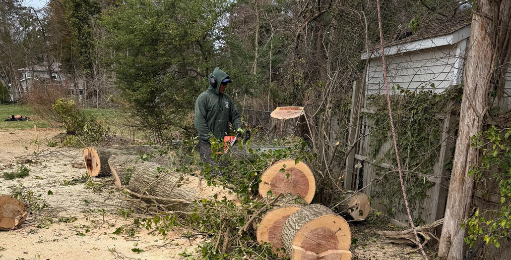 A person in protective gear uses a chainsaw to cut tree branches in a yard filled with wood chips and log segments.