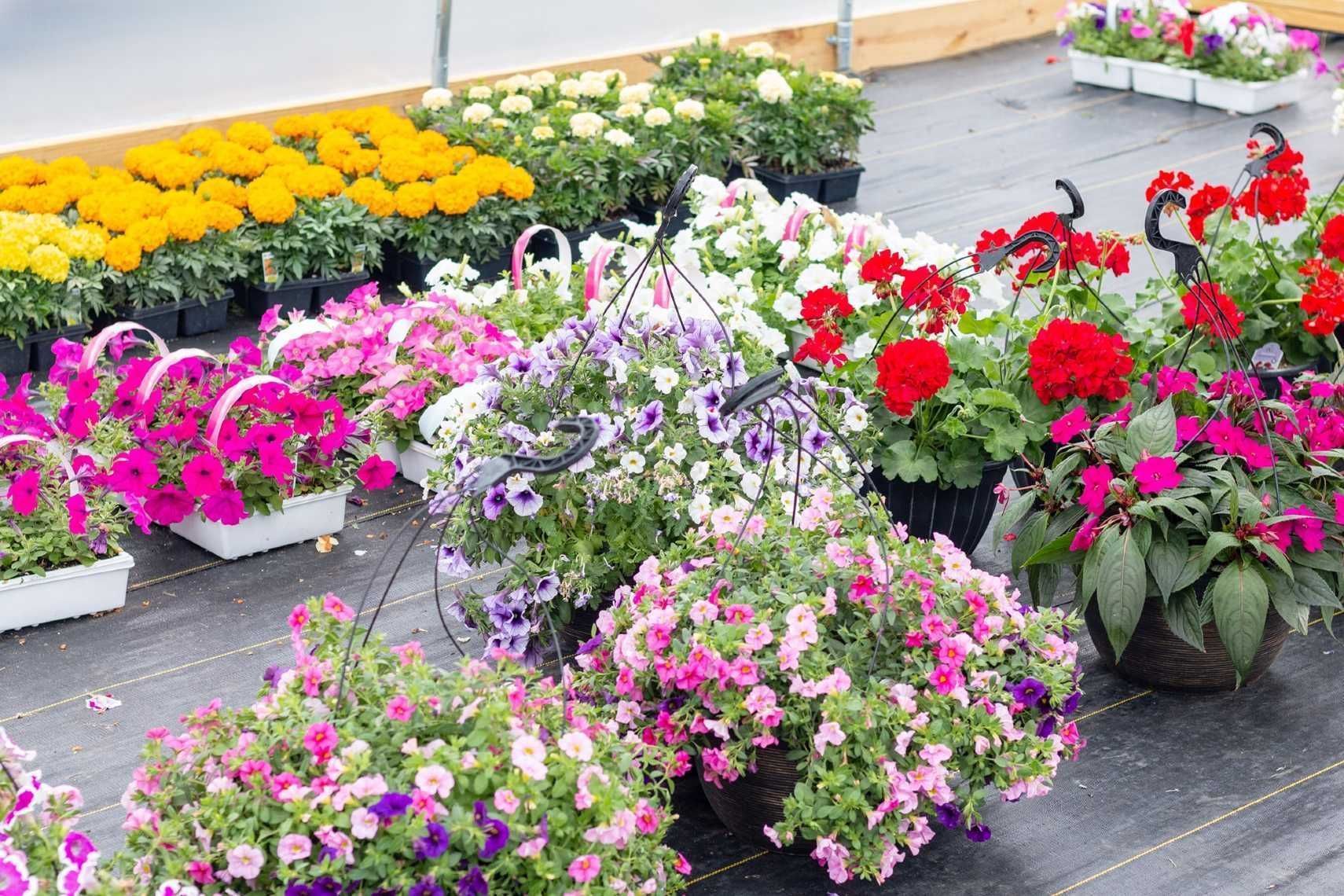 Colorful potted flowers arranged on a table, with bright pink, red, yellow, and white blooms in a garden center