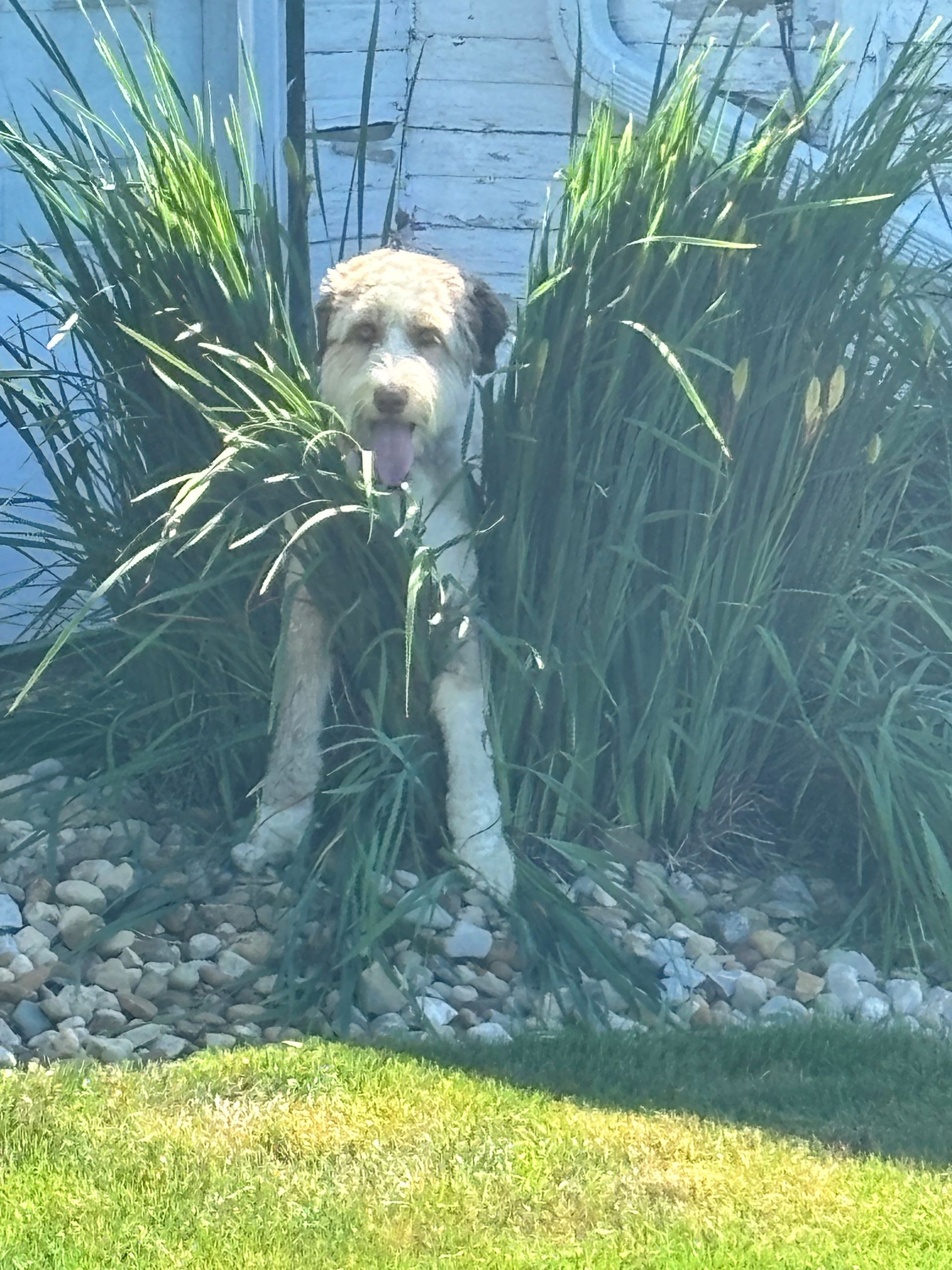 Dog standing among tall green plants beside a blue fence in a sunny yard
