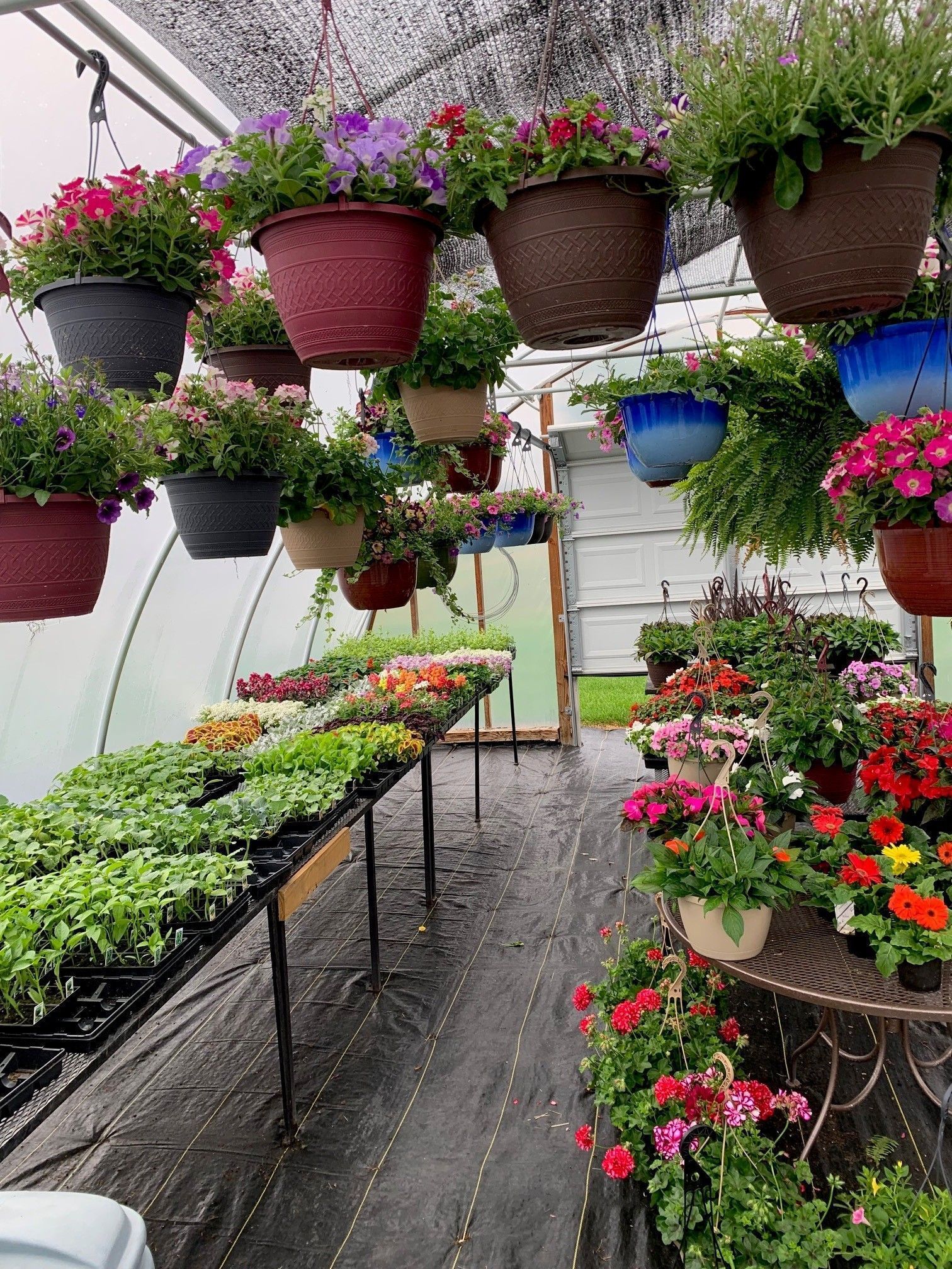 Greenhouse aisle filled with hanging baskets and blooming flowers on metal tables