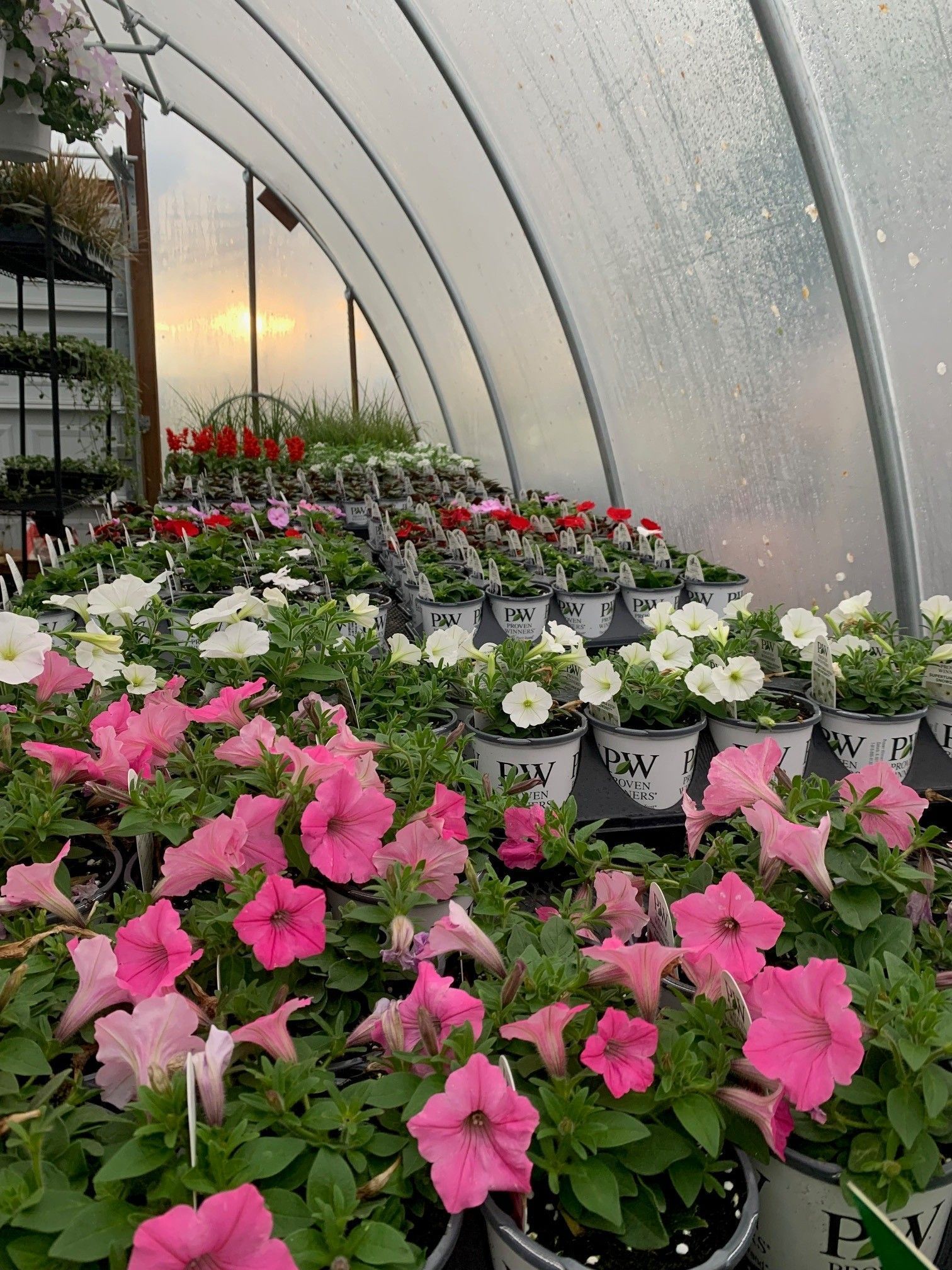 Rows of pink and white flowers in a greenhouse, with arched translucent walls and a sunset glow outside