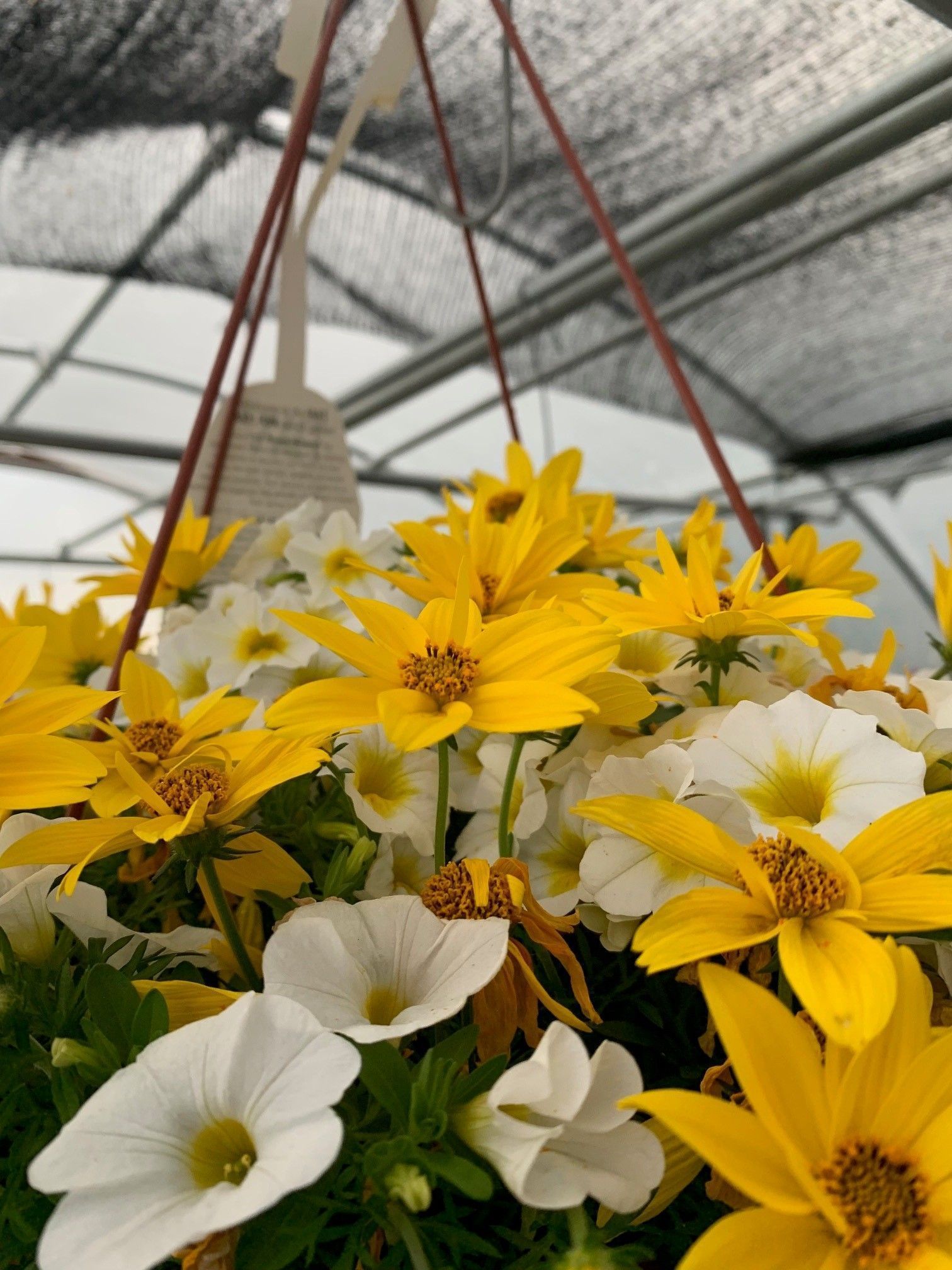 Hanging basket of yellow and white flowers under a shaded greenhouse roof