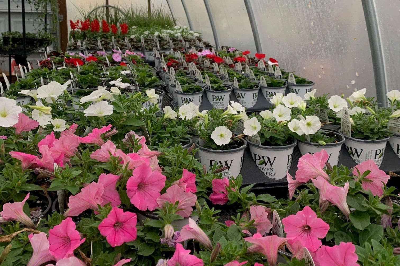Colorful potted flowers in a greenhouse, with pink, white, and red blooms arranged in rows.