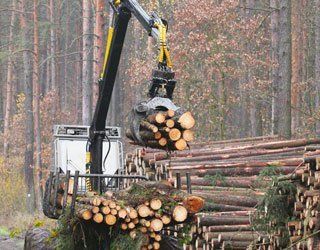 timber work