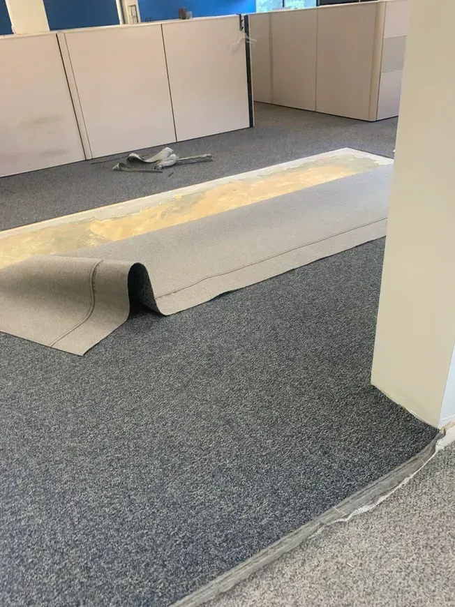 Rolled-up carpet lying on blue speckled carpet in an office space, with cubicle walls in the background.