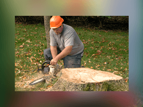 Jim S Tree Service Tree Care Services Monroe Ct