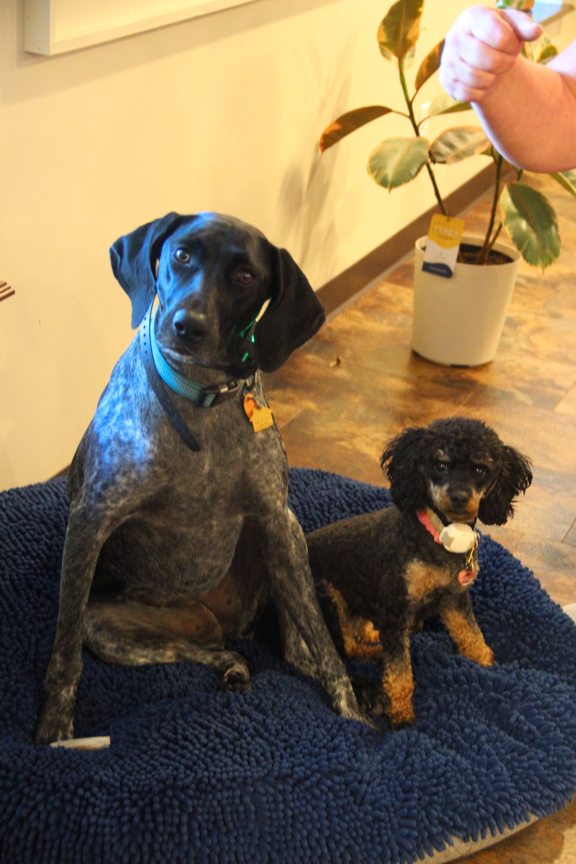Two dogs sitting on a blue blanket indoors, with a person holding a plant nearby
